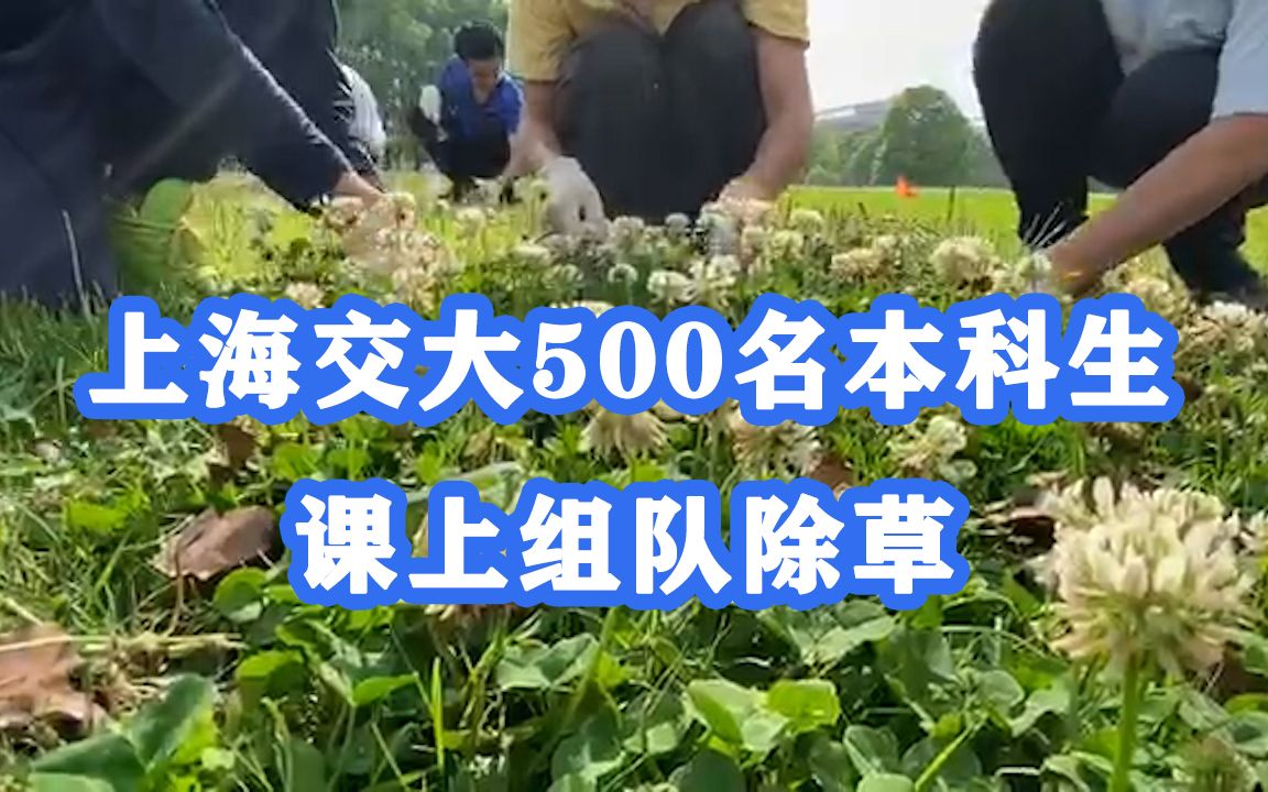 锄头！铁锹！扛起就走！上海交大500本科生上课组队拔草