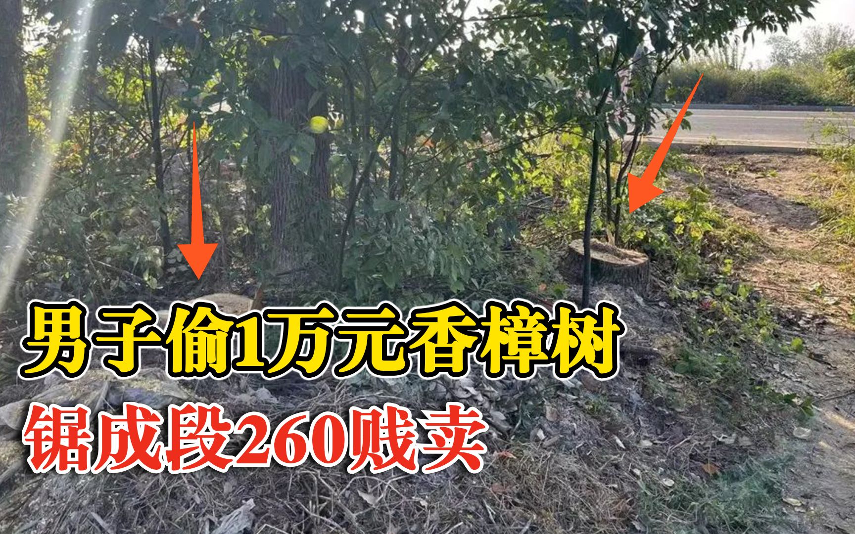 男子趁夜偷万元香樟树260贱卖：最近手头有点紧，正好有把汽油锯