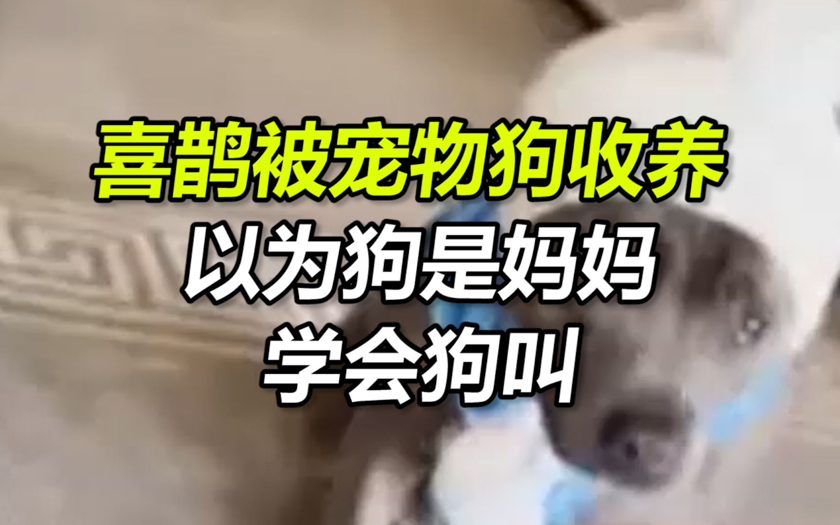 澳大利亚一只喜鹊被宠物狗发现后收养 以为狗是妈妈学会狗叫