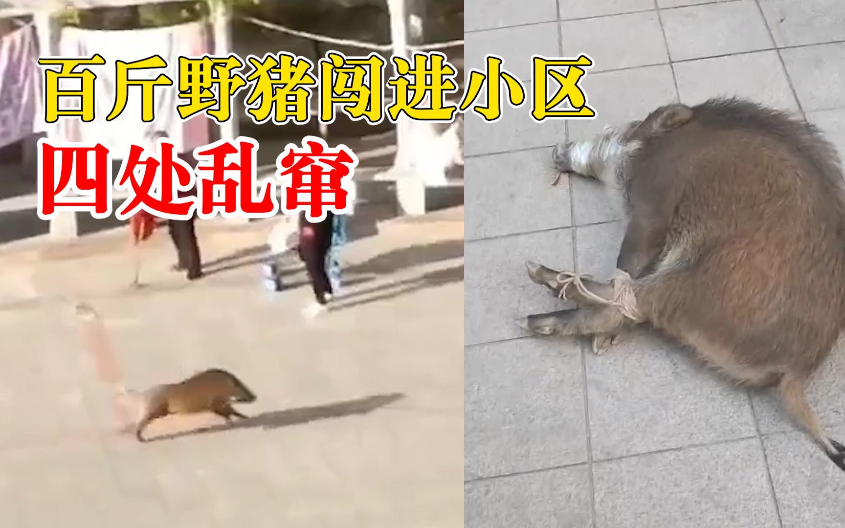 百斤野猪闯进小区四处乱窜，物业：警方用麻醉枪制服带走