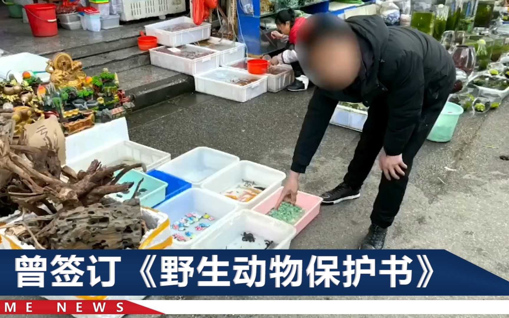 昆明一摊主售卖国家二级保护野生动物被拘：已卖30多条，1条10元