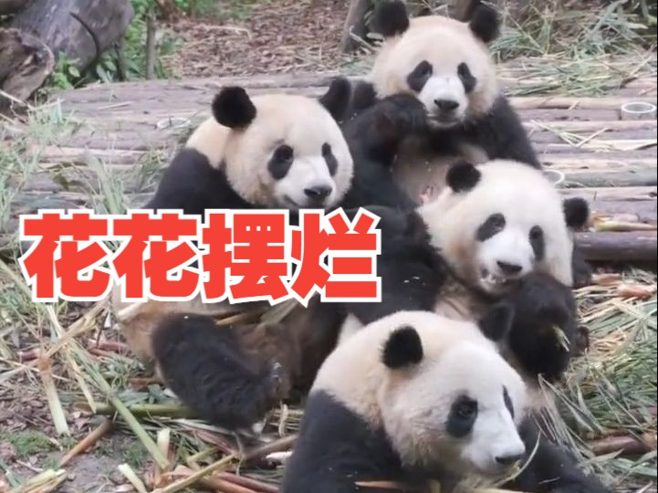 花花被扇倒索性直接躺下