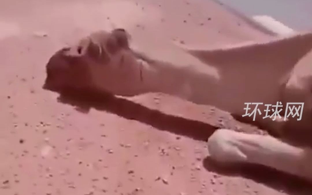 阿尔及利亚60C°高温热晕骆驼