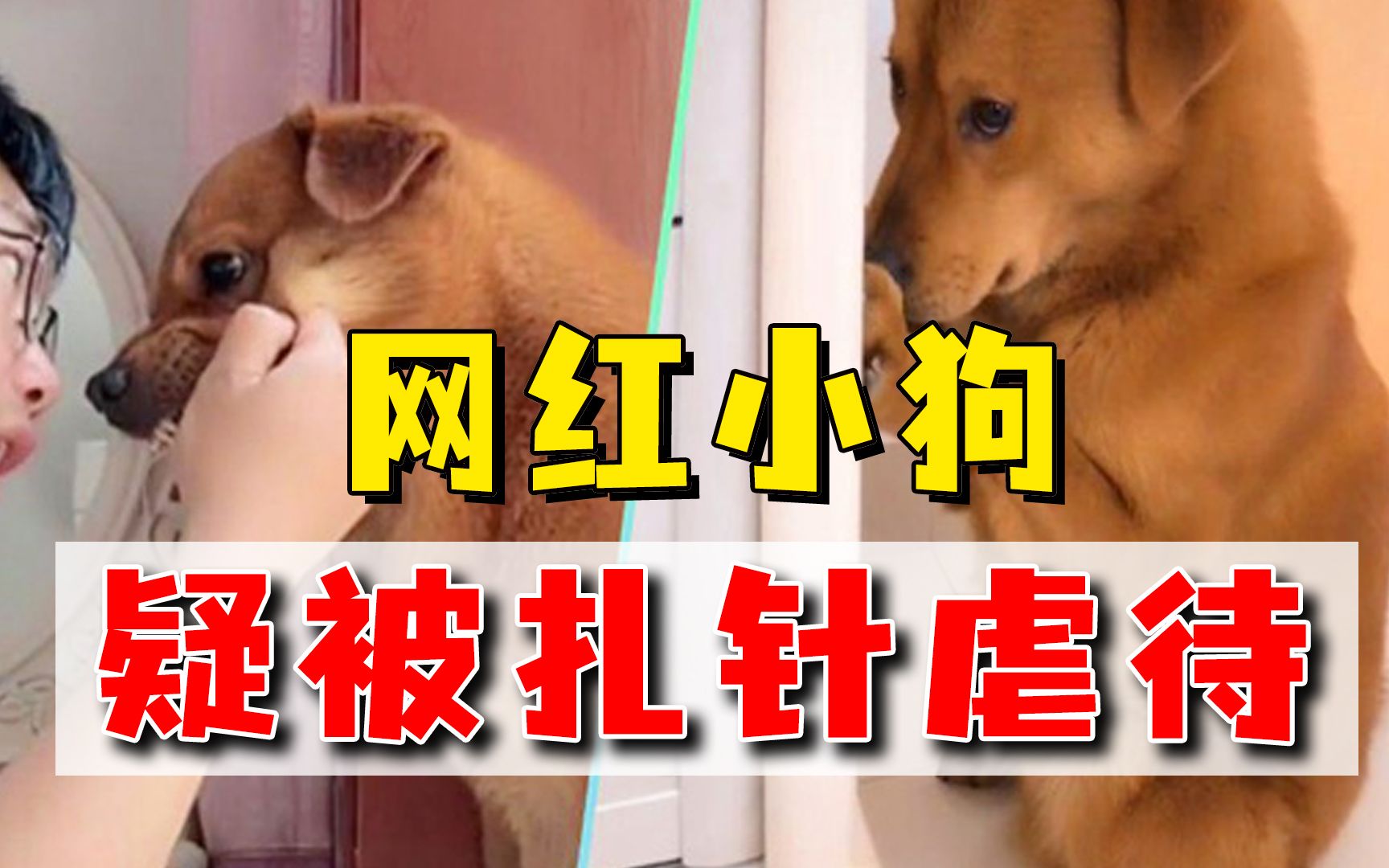 网红狗疑遭主人虐待，胸针狠扎狗狗后背，宠物博主虐宠太无耻