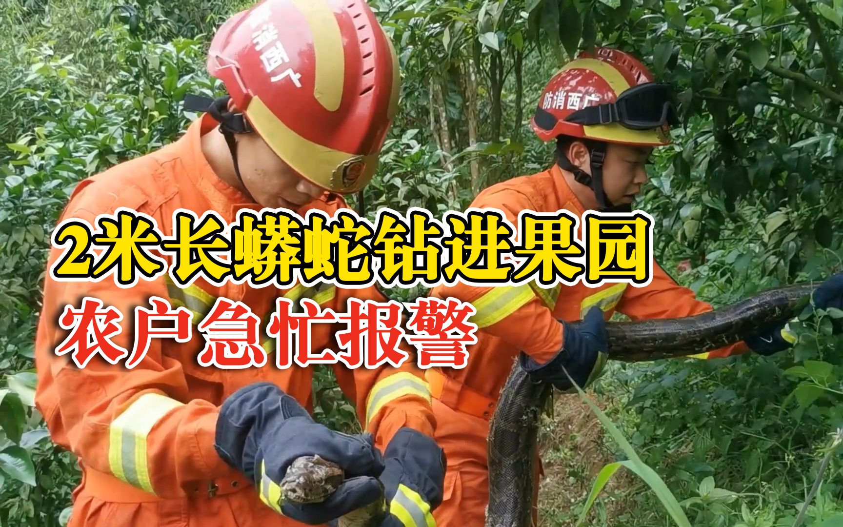 2米长蟒蛇钻进果园农户急忙报警：重约十几斤，两消防员合力抓住
