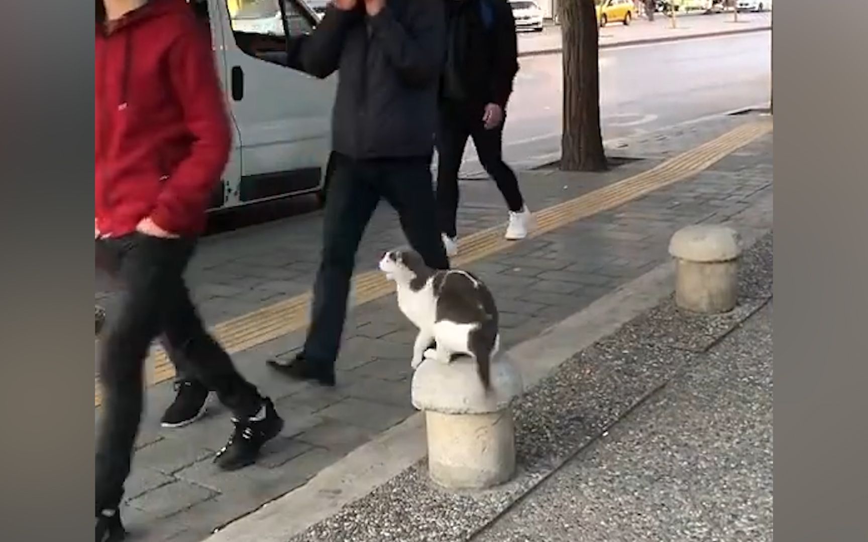 现场！嚣张大猫咪街头无差别攻击行人 伸出爪子一通乱挠脾气火爆