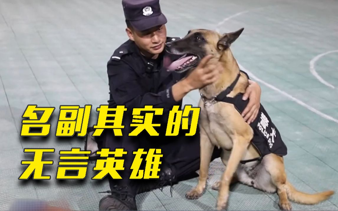 一天连破2起毒品案！4岁警犬凭实力成国家首批功勋犬
