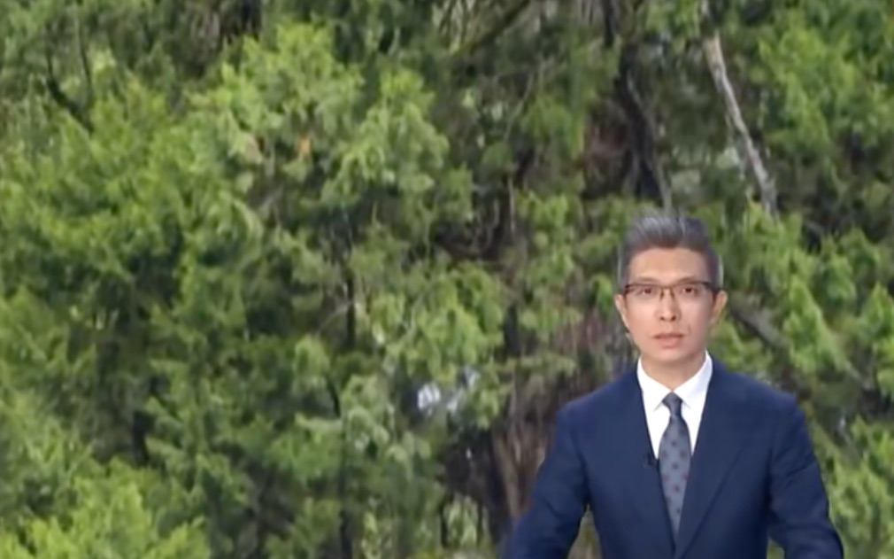 朱广权介绍了两棵树，一棵是巨树，另一棵也是巨树