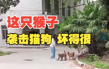 南京高校现泼猴大闹校园袭击猫狗 拍摄者：猴子比较坏