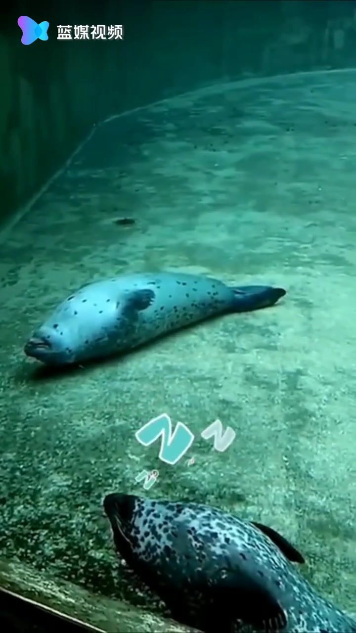 煮饺子啦！海豹原来是这样睡觉的