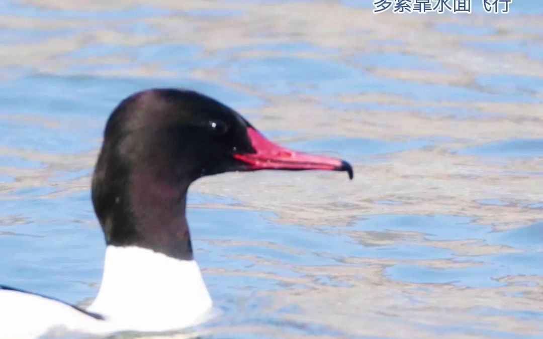 黄河之滨生态美 普通秋沙鸭