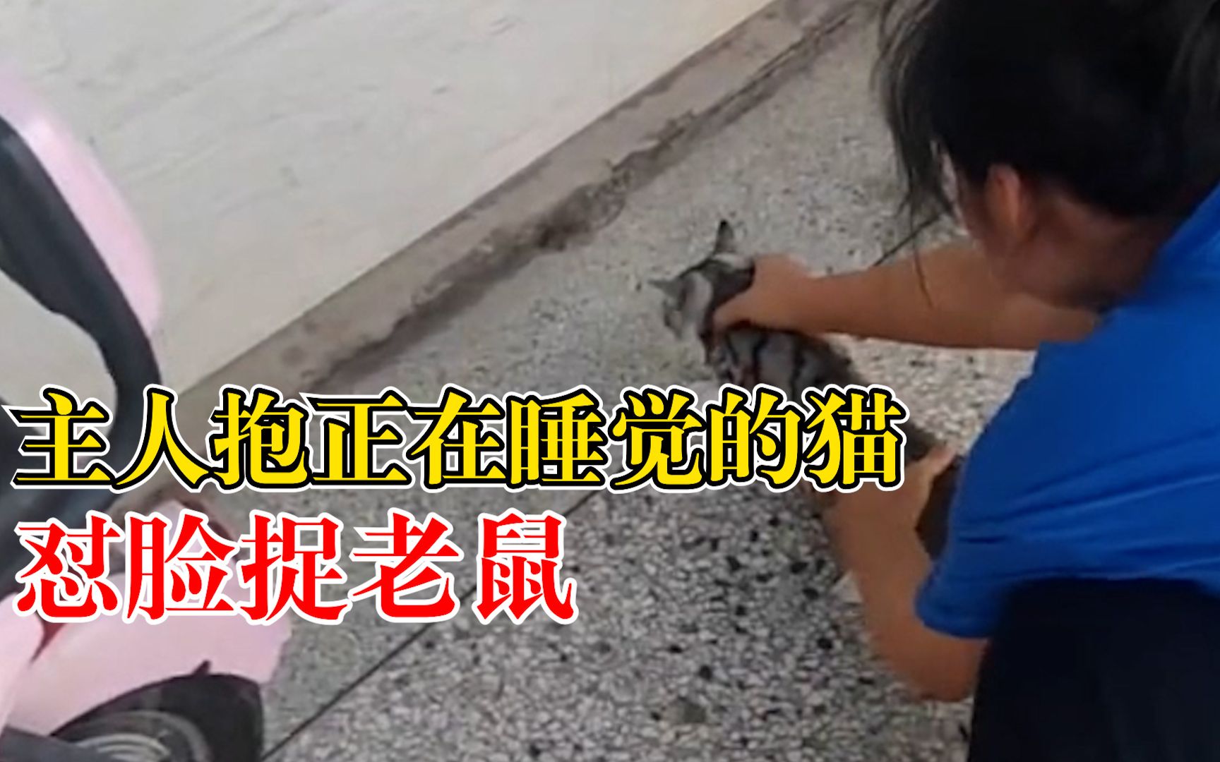 真被迫营业！主人抱熟睡猫咪怼脸捉老鼠