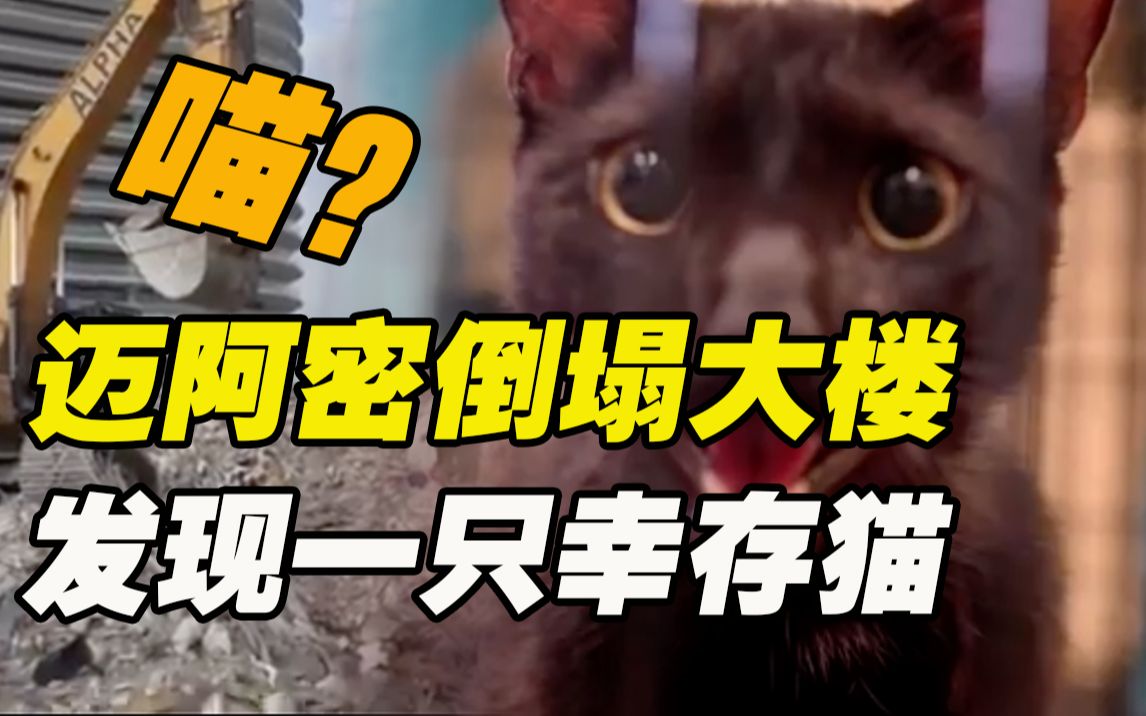迈阿密倒塌大楼停止搜救 官员称幸存猫为“悲剧中的光明”引不满