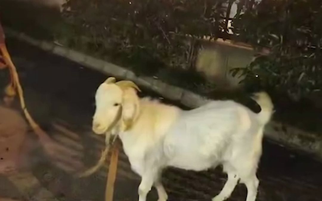 小区团购活羊没人会杀 取名“阳成零” 吃秃绿化带成小区“团宠”