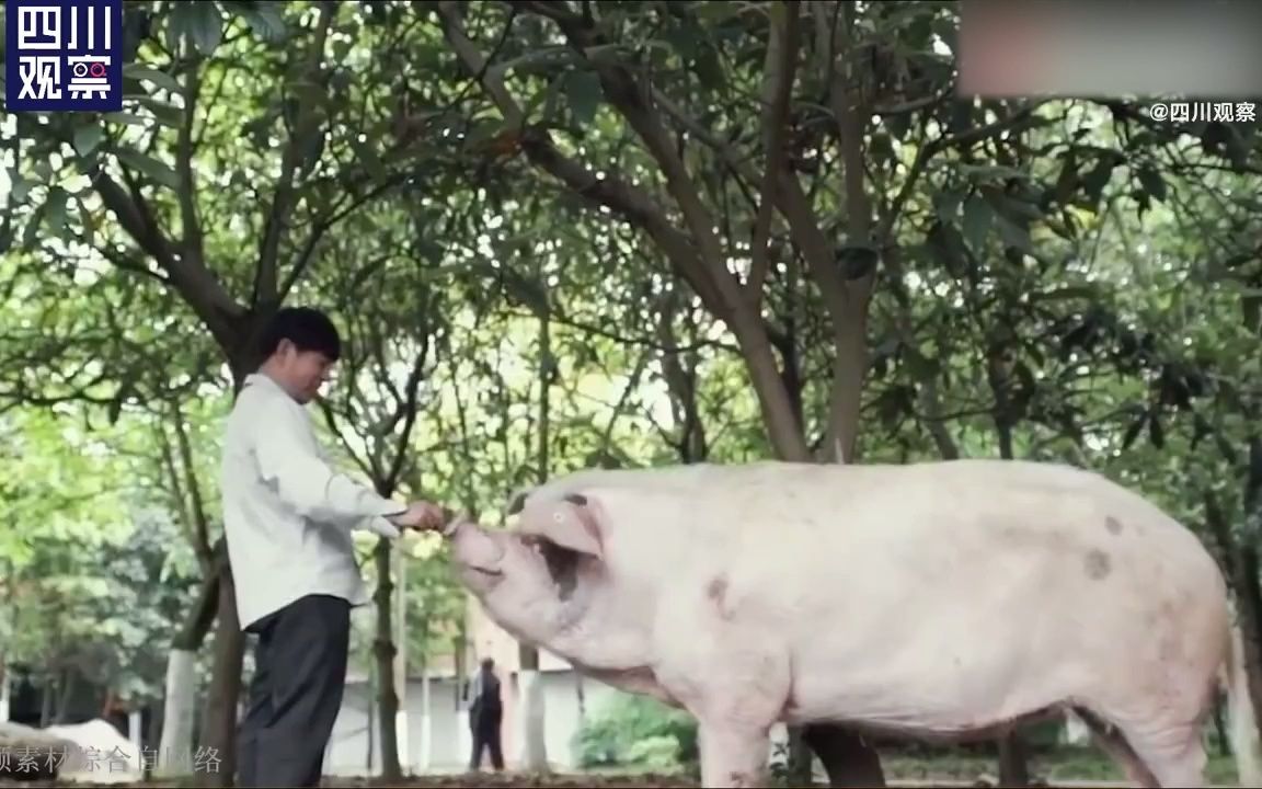“猪坚强”加油！生命的奇迹 坚强的符号