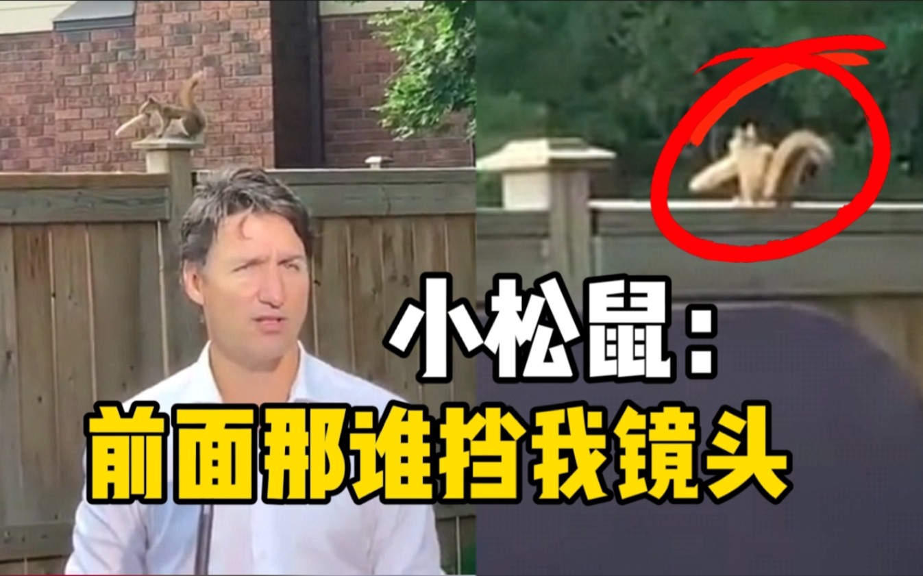 加拿大总理演说遭小松鼠抢镜