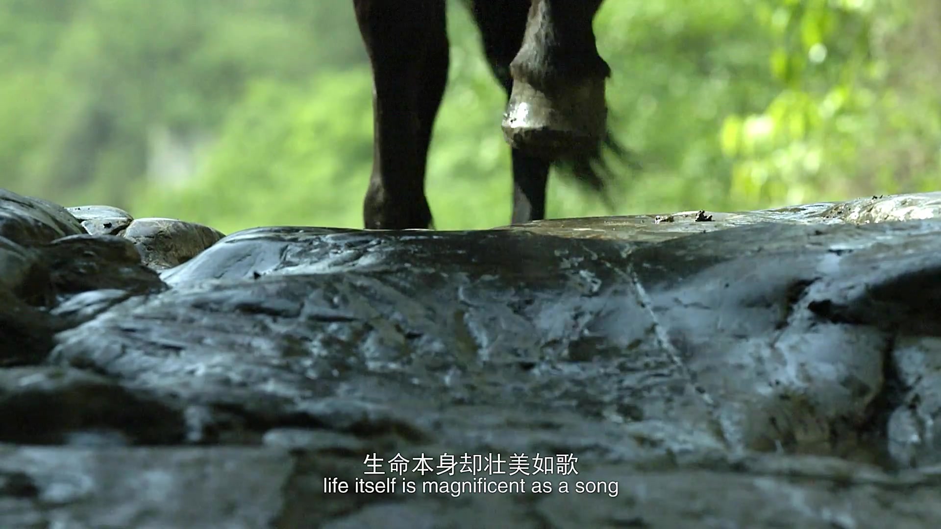 云南生物多样性保护宣传片《我们的家园》