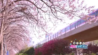 “泡桐大道”花开如瀑，邀你一起徜徉在北京的春风里！