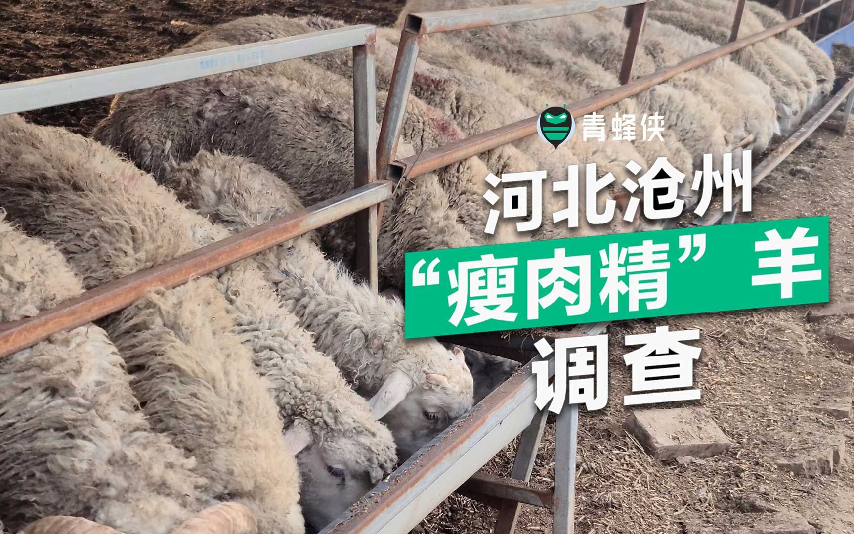 【深度调查】315“又见瘦肉精”详细版视频曝光 为何监管下瘦肉精仍屡禁不绝？