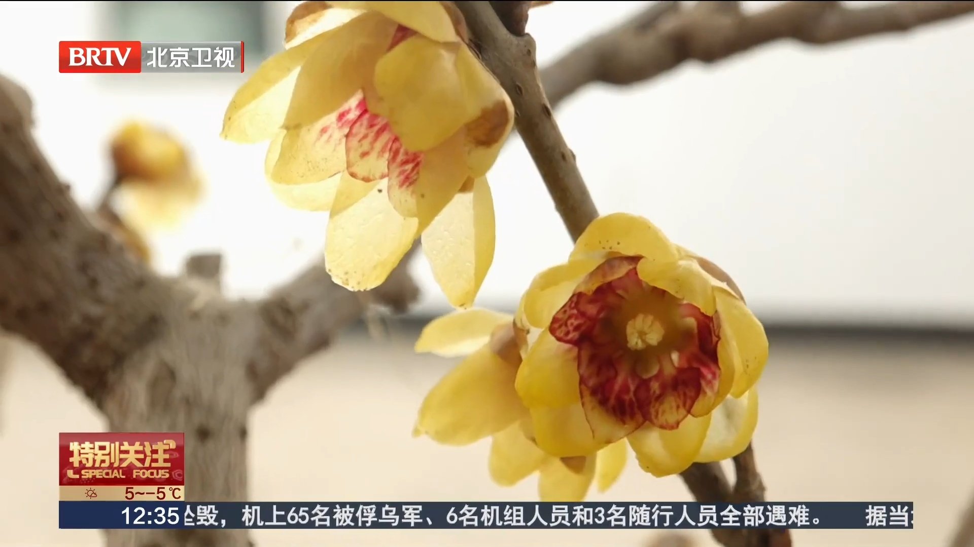 北京冬日好去处 12家分会场待你踏雪寻梅