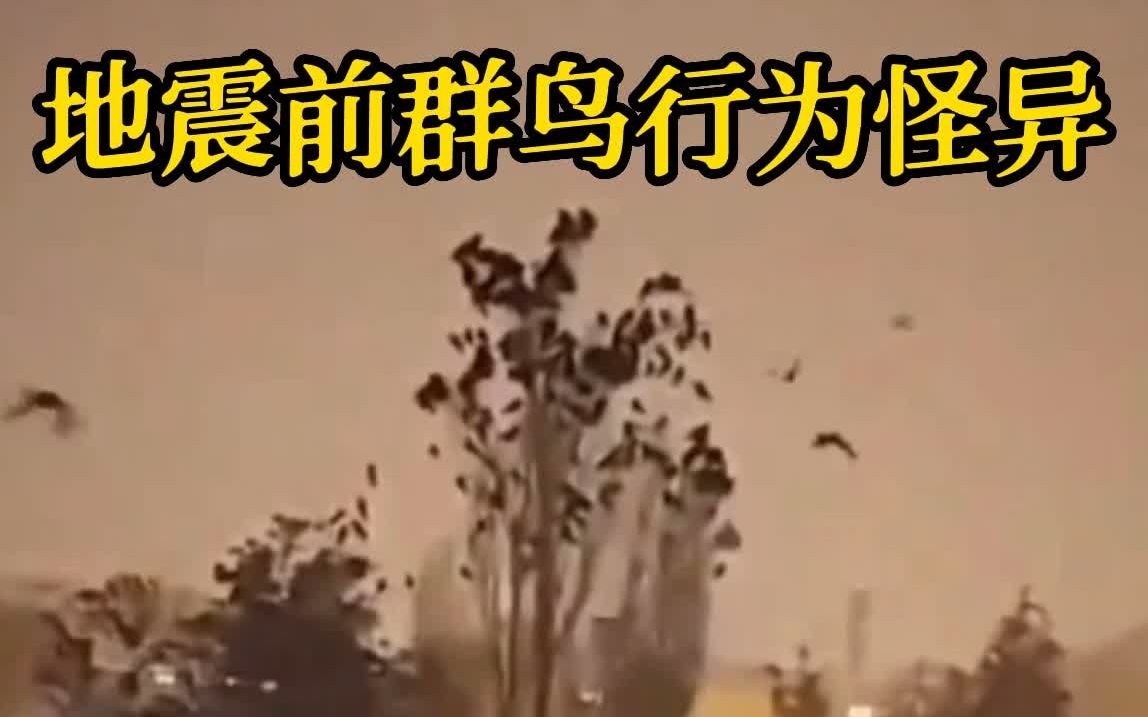 土耳其大地震前 成群鸟儿行为怪异