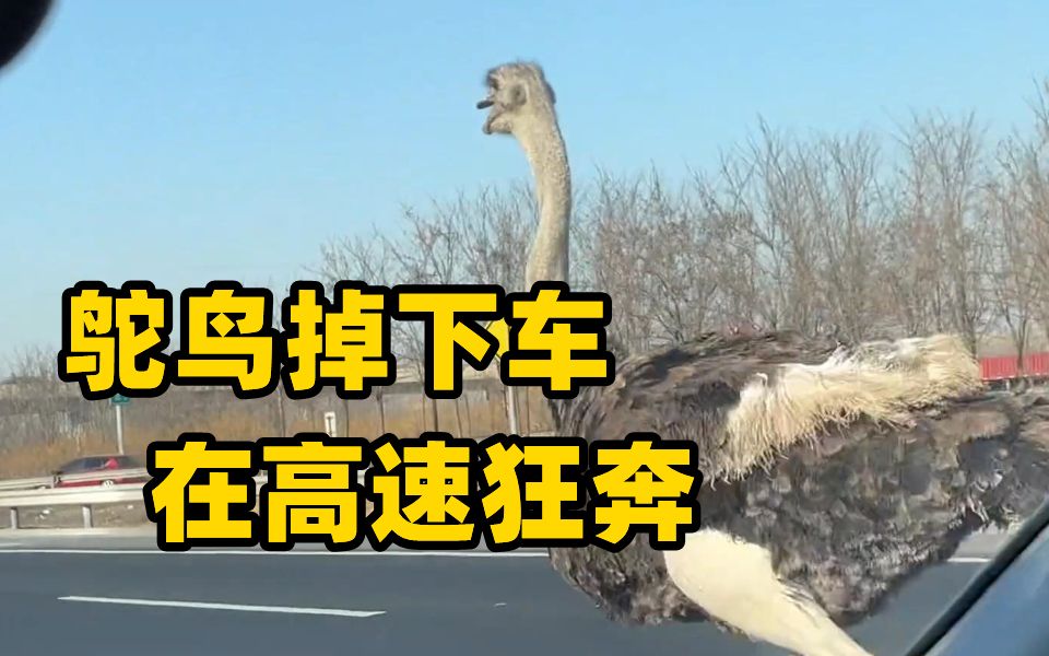 鸵鸟掉下车在高速狂奔 工作人员：没受伤已被认领