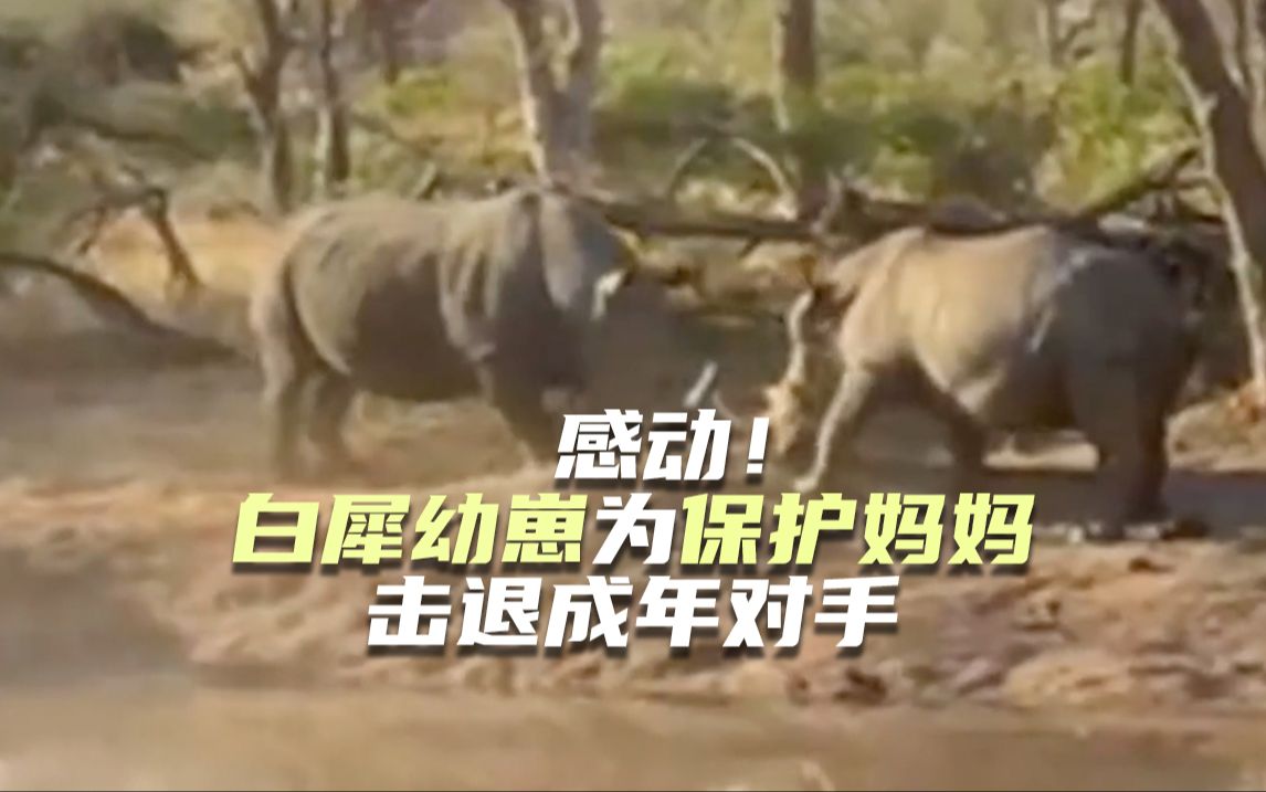 感动！白犀幼崽为保护妈妈击退成年对手