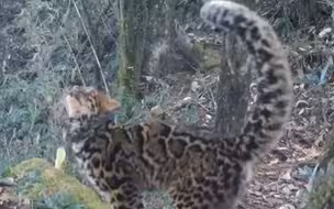 云南拍到20多只珍稀云猫 这是你撸不到的喵星人