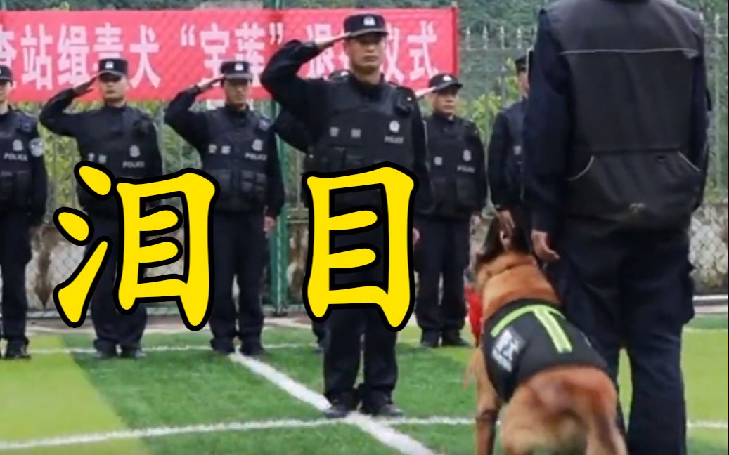 退役缉毒犬不舍警服在地上打滚……看到泪目！