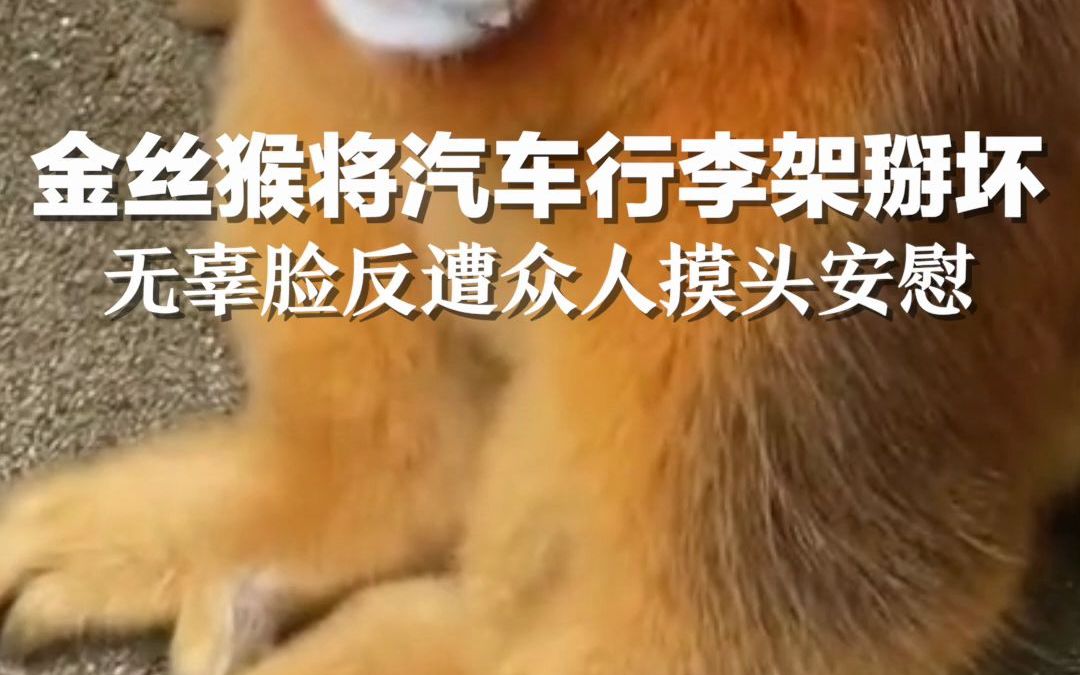金丝猴将汽车行李架掰坏，无辜脸反遭众人摸头安慰。