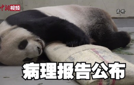 团团病理解剖报告公布！原发性脑瘤是主因