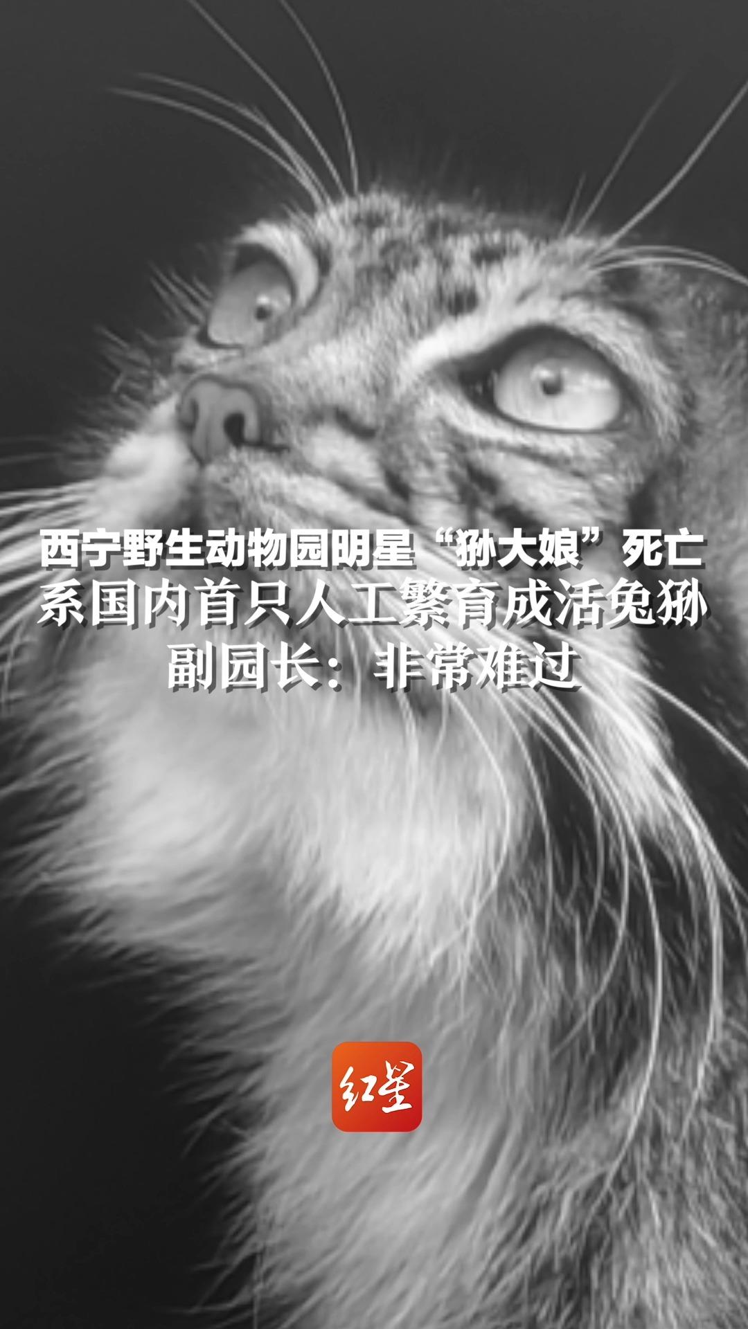 西宁野生动物园明星“狲大娘”死亡，系国内首只人工繁育成活兔狲，副园长：非常难过