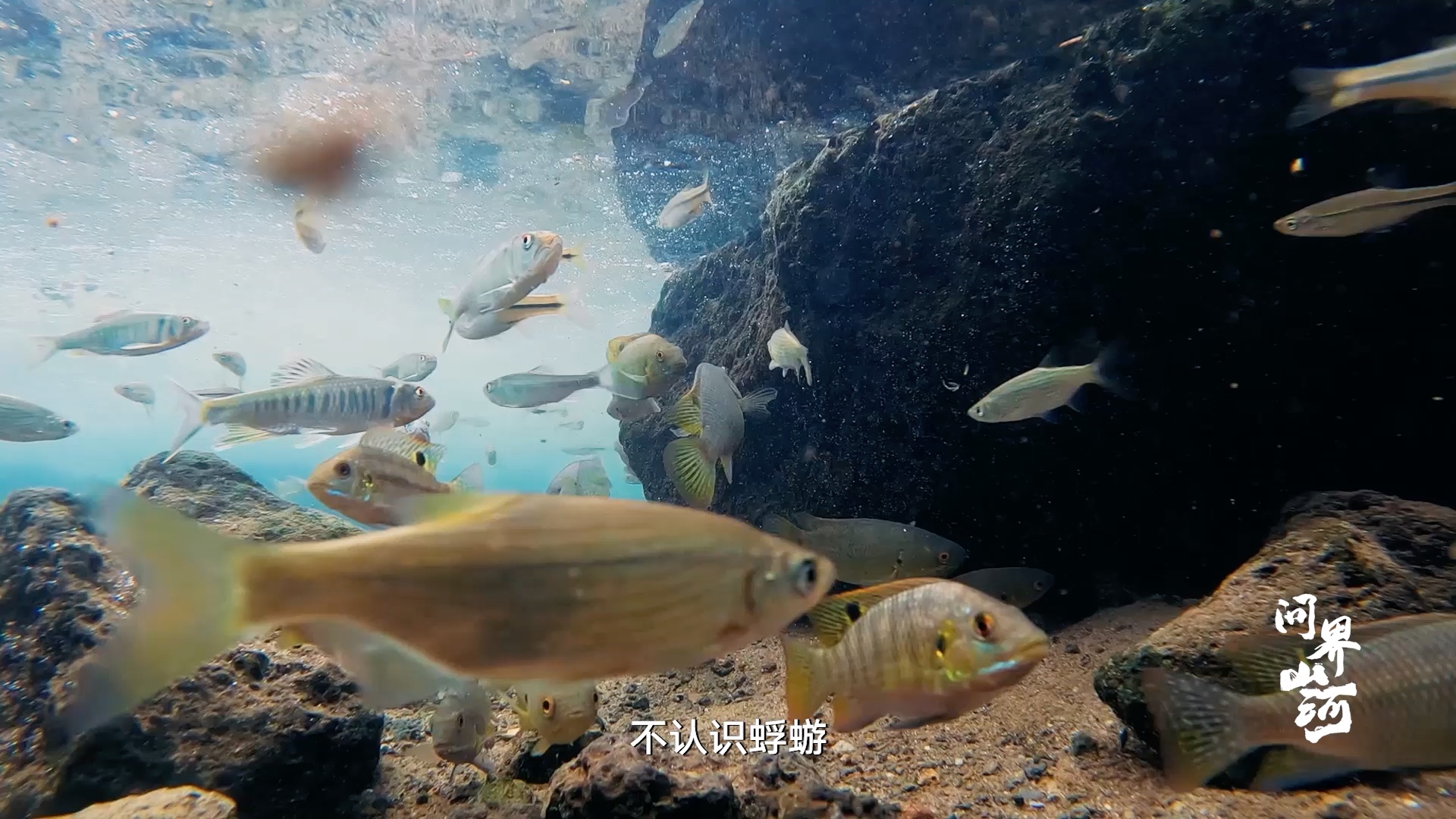 在热带雨林露营是种什么体验？让孩子零距离亲近昆虫