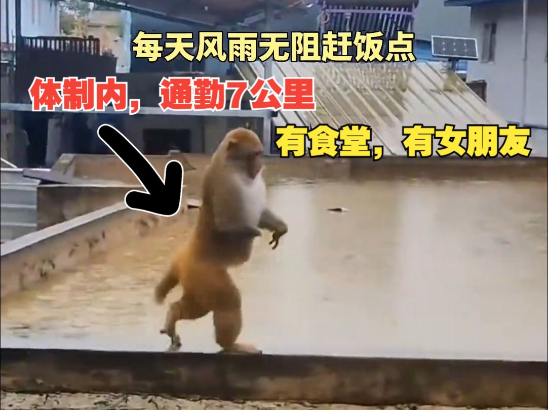 贵州网红猴子无视路人投喂，每天翘着屁股急匆匆赶路，狂奔7公里到山下阿姨家吃饭。