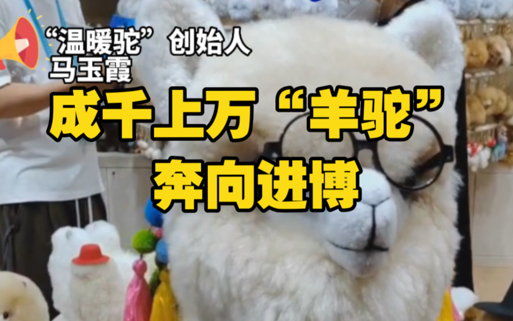 成千上万“羊驼”奔向进博：中国范儿秘鲁造，高颜值会微笑