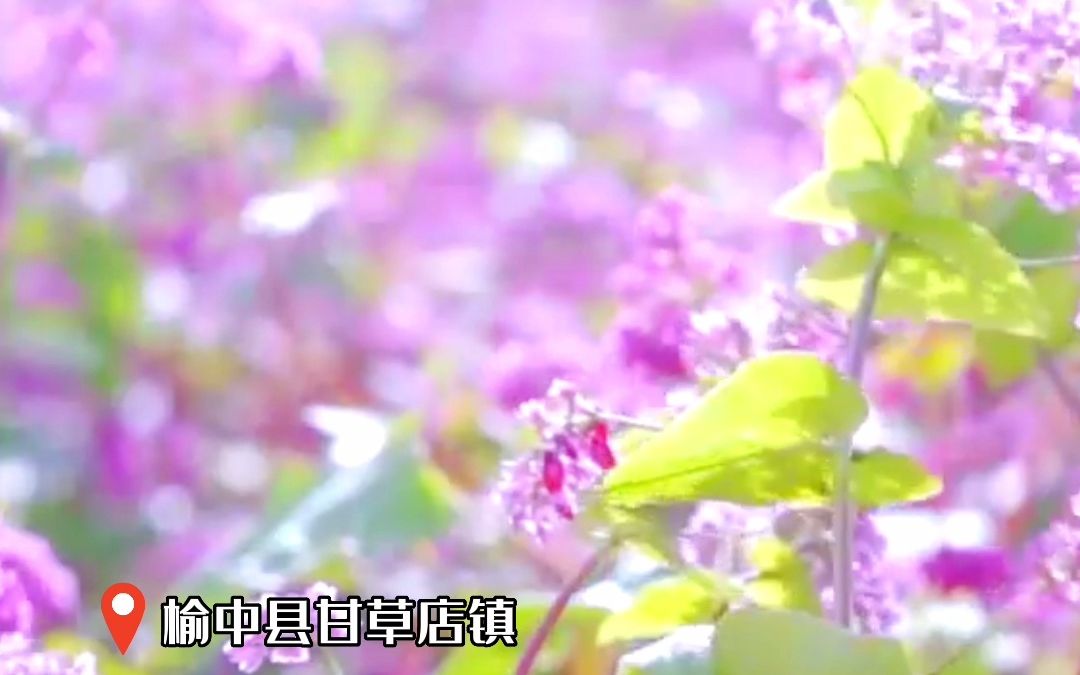 秋天 兰州“变”是金城｜兰州市榆中县甘草店镇荞麦花香好“丰”景