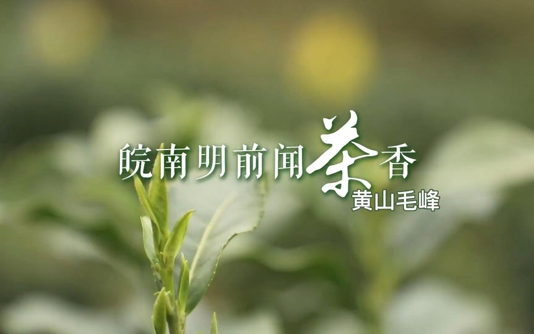 #大美安徽 皖南明前闻茶香之黄山毛峰