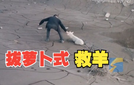 男子救起深陷泥潭的小羊 “是条生命，不救不好”