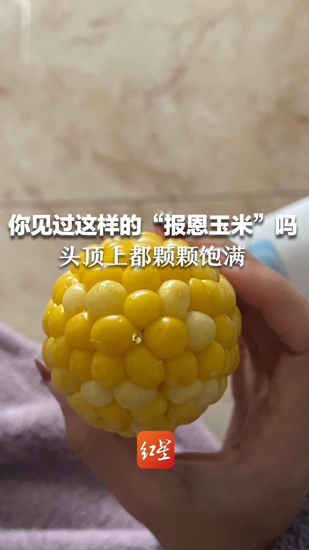 你见过这样的“报恩玉米”吗？头顶上都颗颗饱满
