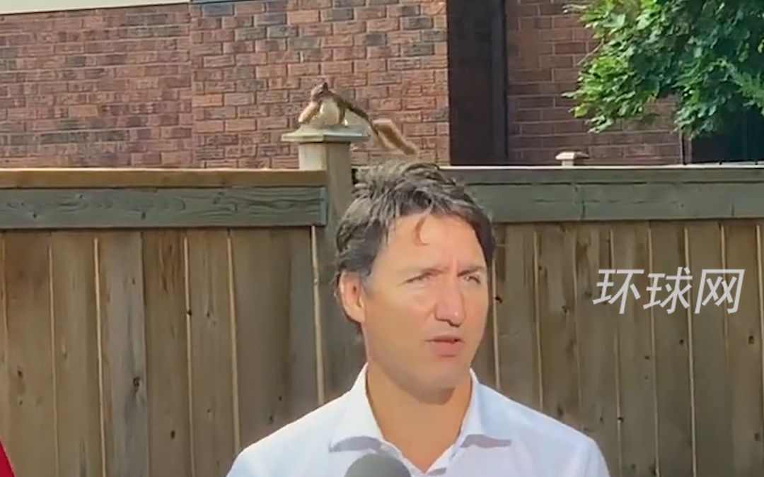 加拿大总理特鲁多演讲时被一只小松鼠成功抢镜……