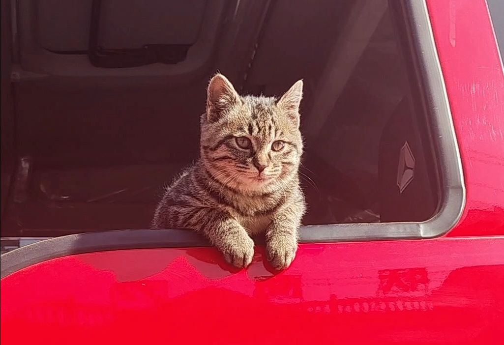甘肃震区猫猫跳上消防车晒太阳