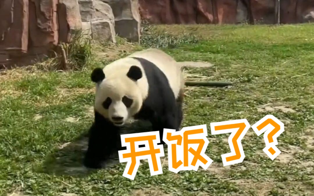大熊猫听到开饭腿差点跑飞！可爱死谁啦！