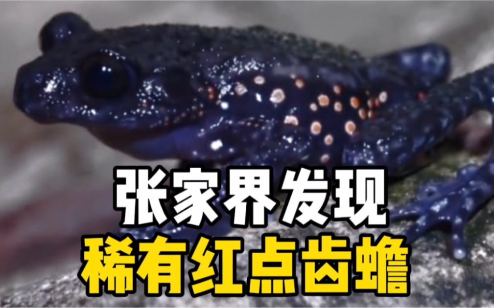 张家界发现稀有两栖动物：红点齿蟾