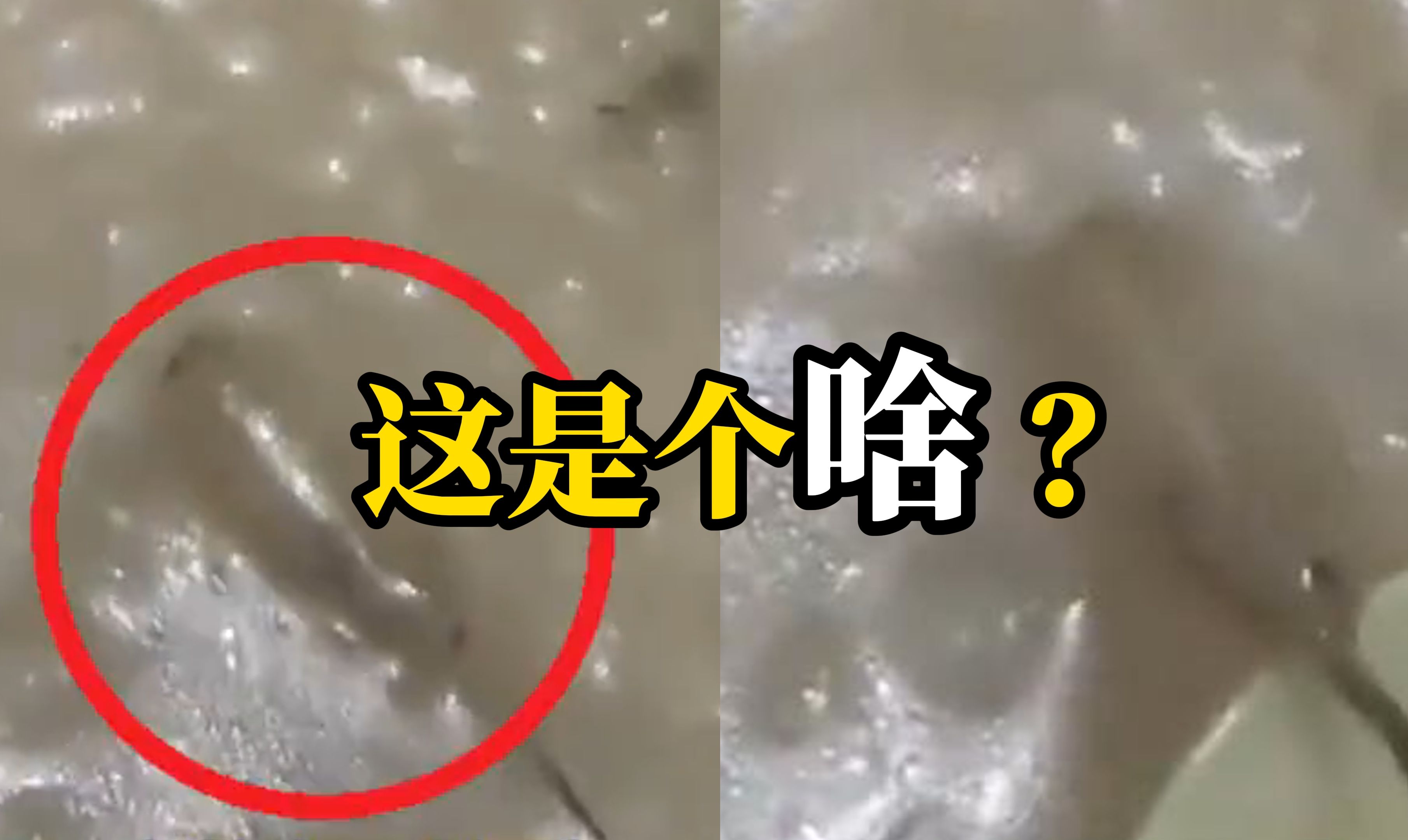 一女子在外卖中吃出疑似鼠尾蛆的物种，商家称这是小鱼仔，然而女子点的却是鸽子粥