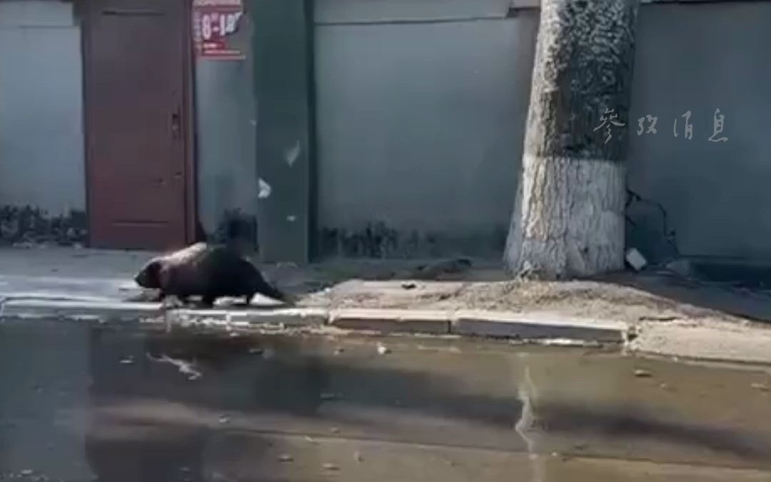 卡霍夫卡水电站遭袭致洪水泛滥 道路上出现河狸