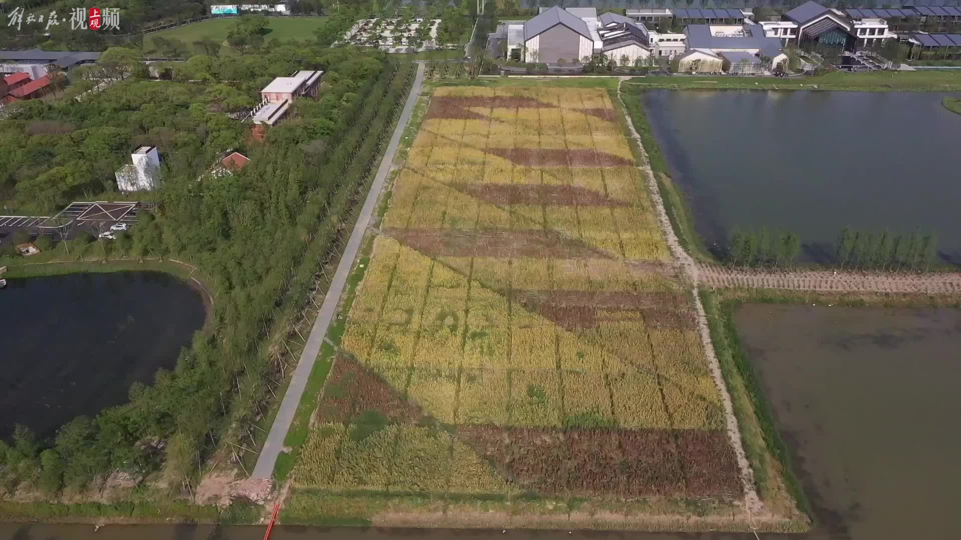 南美“超级谷物”上海也种上了！五彩藜麦田惊艳花博园