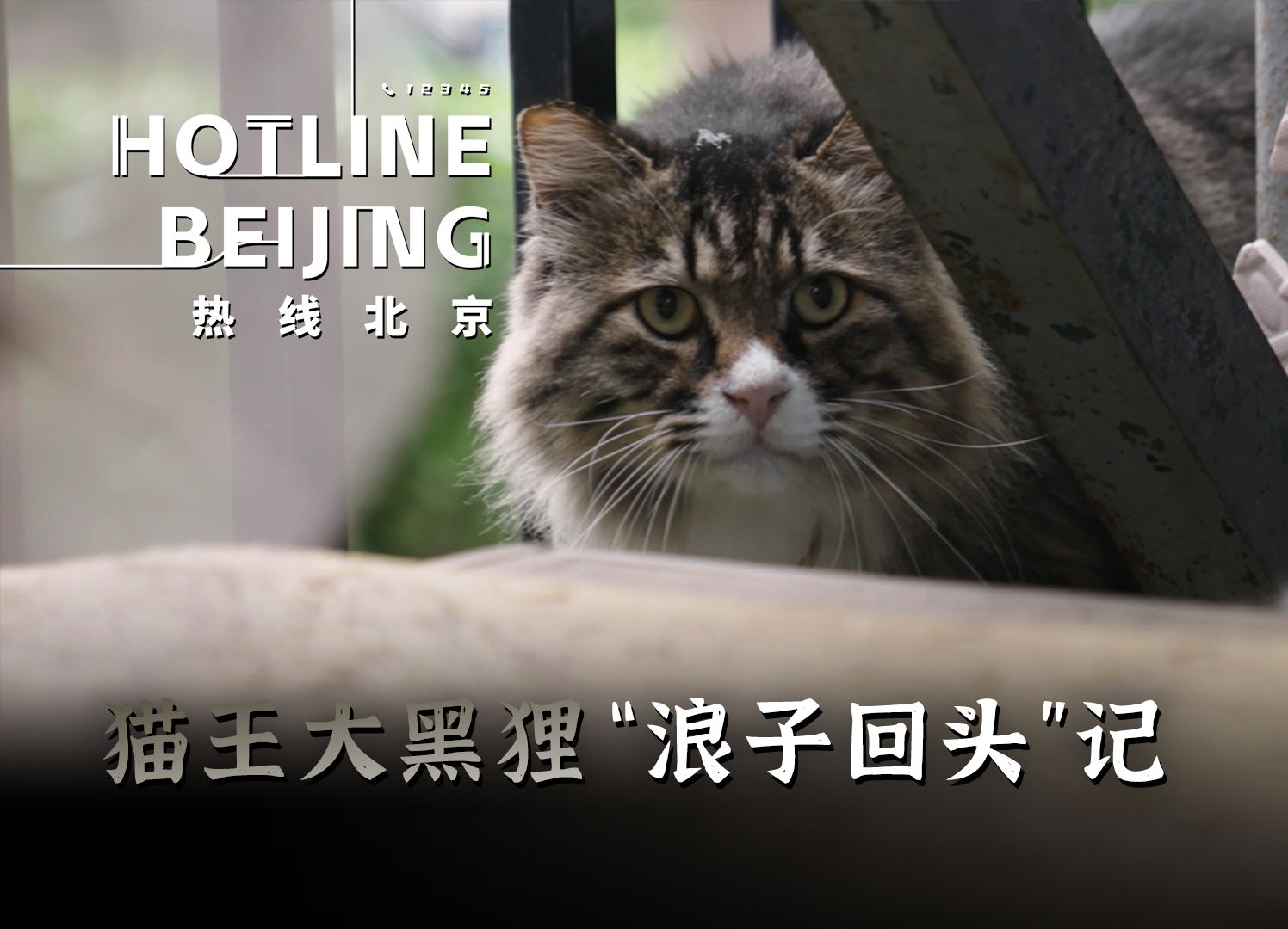 猫王大黑狸“浪子回头”记