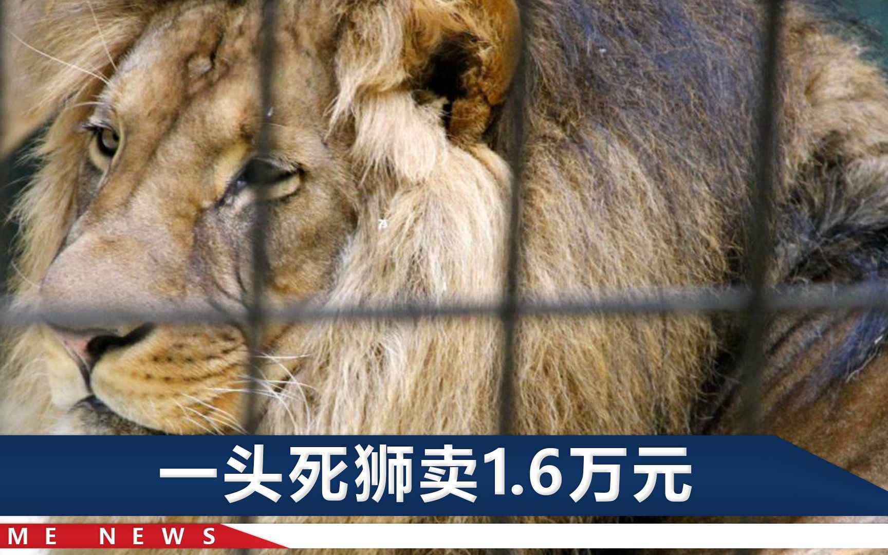 安徽一马戏团内狮子死亡，4条腿流向浙江一菜市场，法院判了