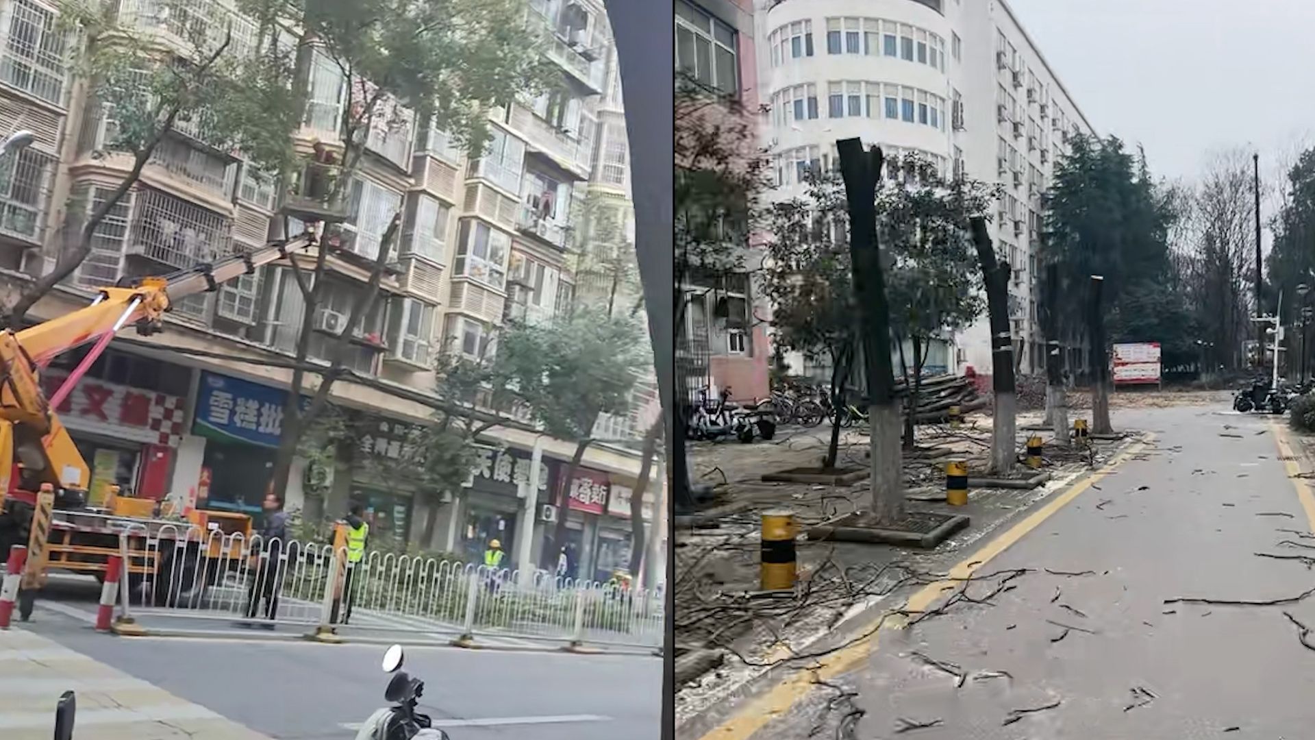 为降低冻雨伤害 武汉多路段树木被修剪 有的被“剃光头”
