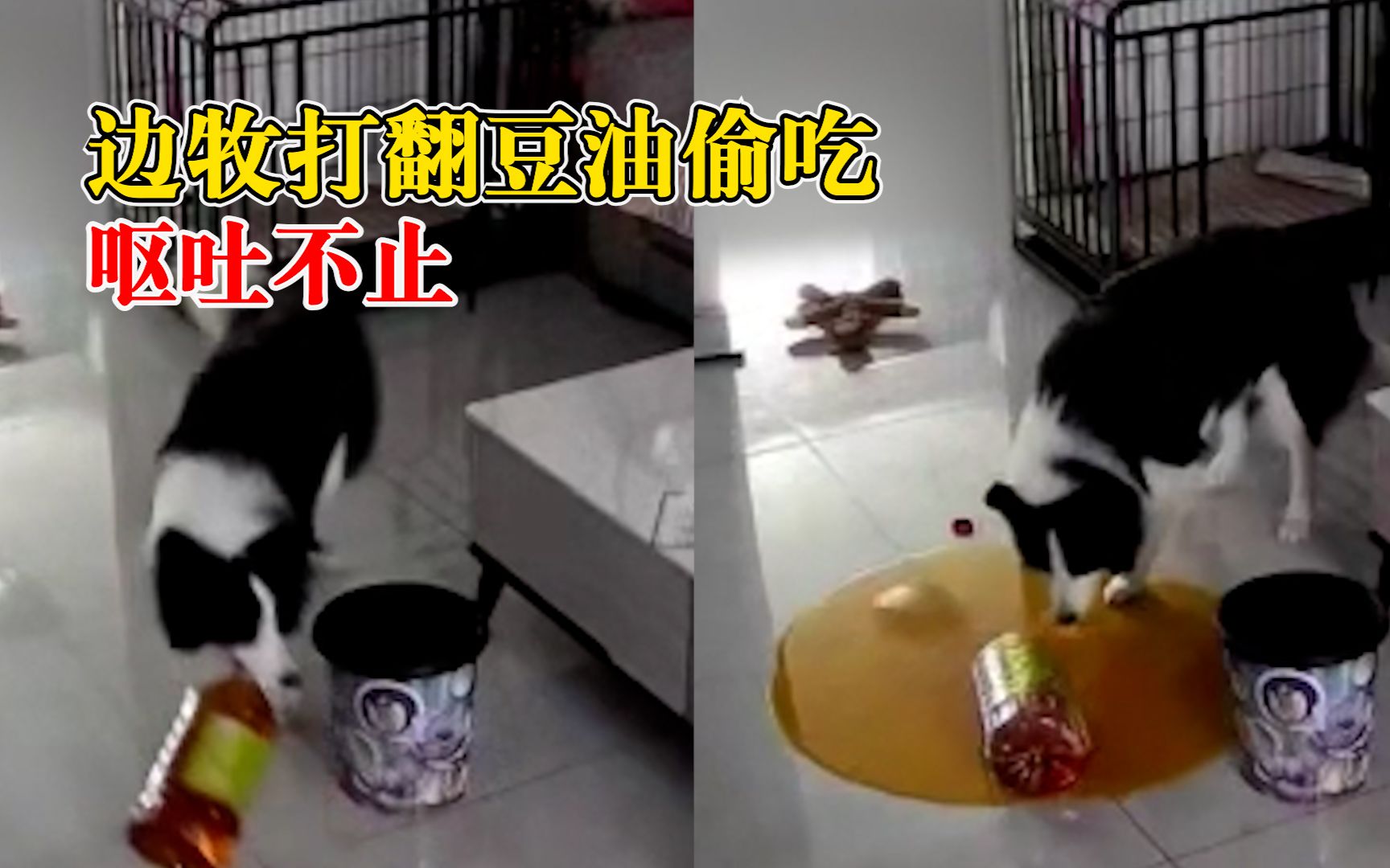 边牧打翻豆油偷吃后呕吐不止，主人：狗比油贵，没舍得打